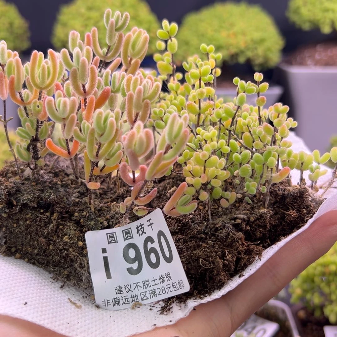 阳**木960组合福利一物一拍