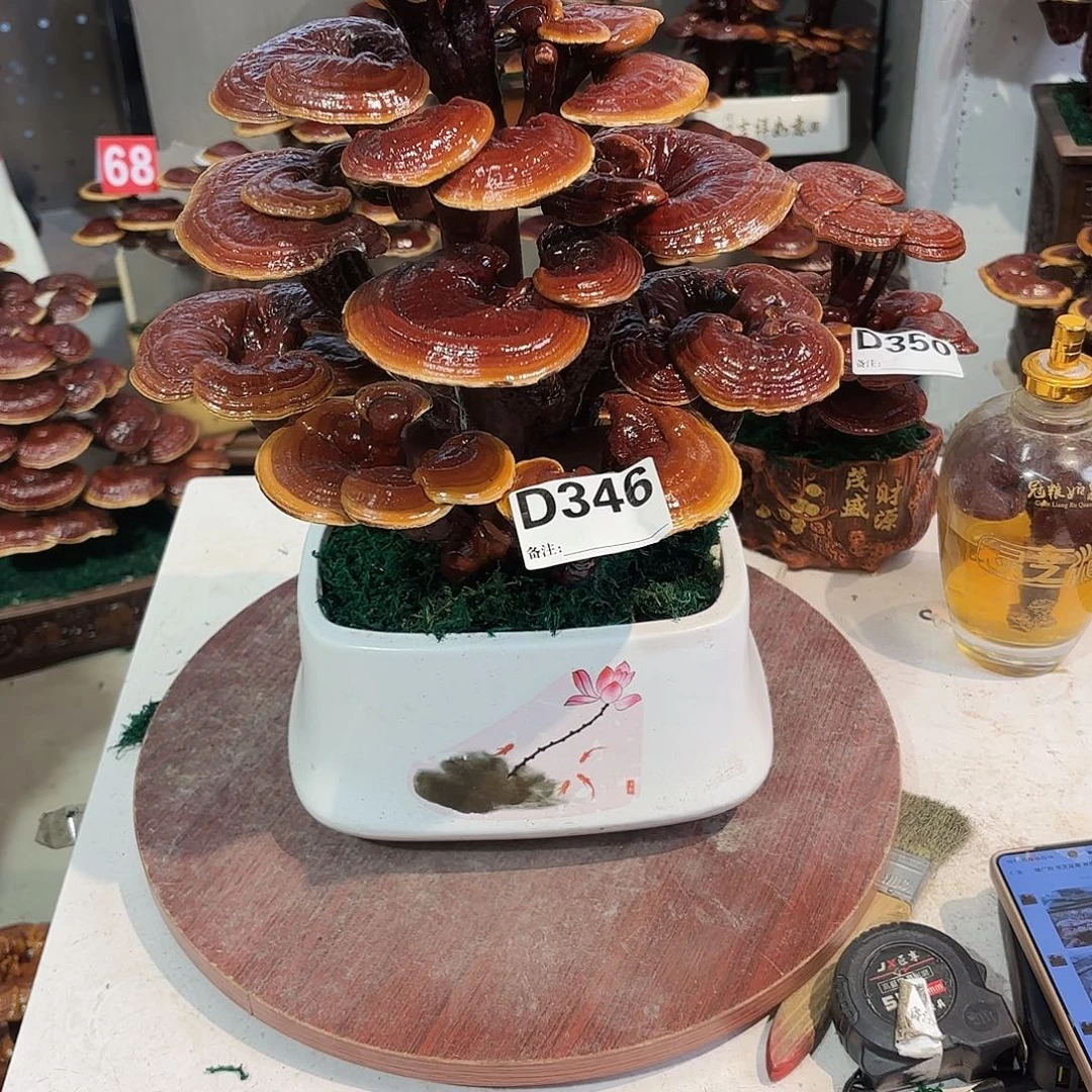 无花朵灵芝888888888888888888888