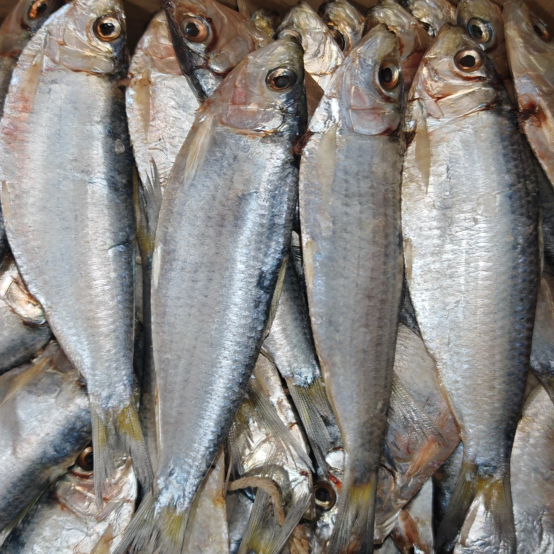 2025秋季新鱼 6成干度 海捕青鳞鱼、柳叶鱼，油炸油煎烧烤，包邮