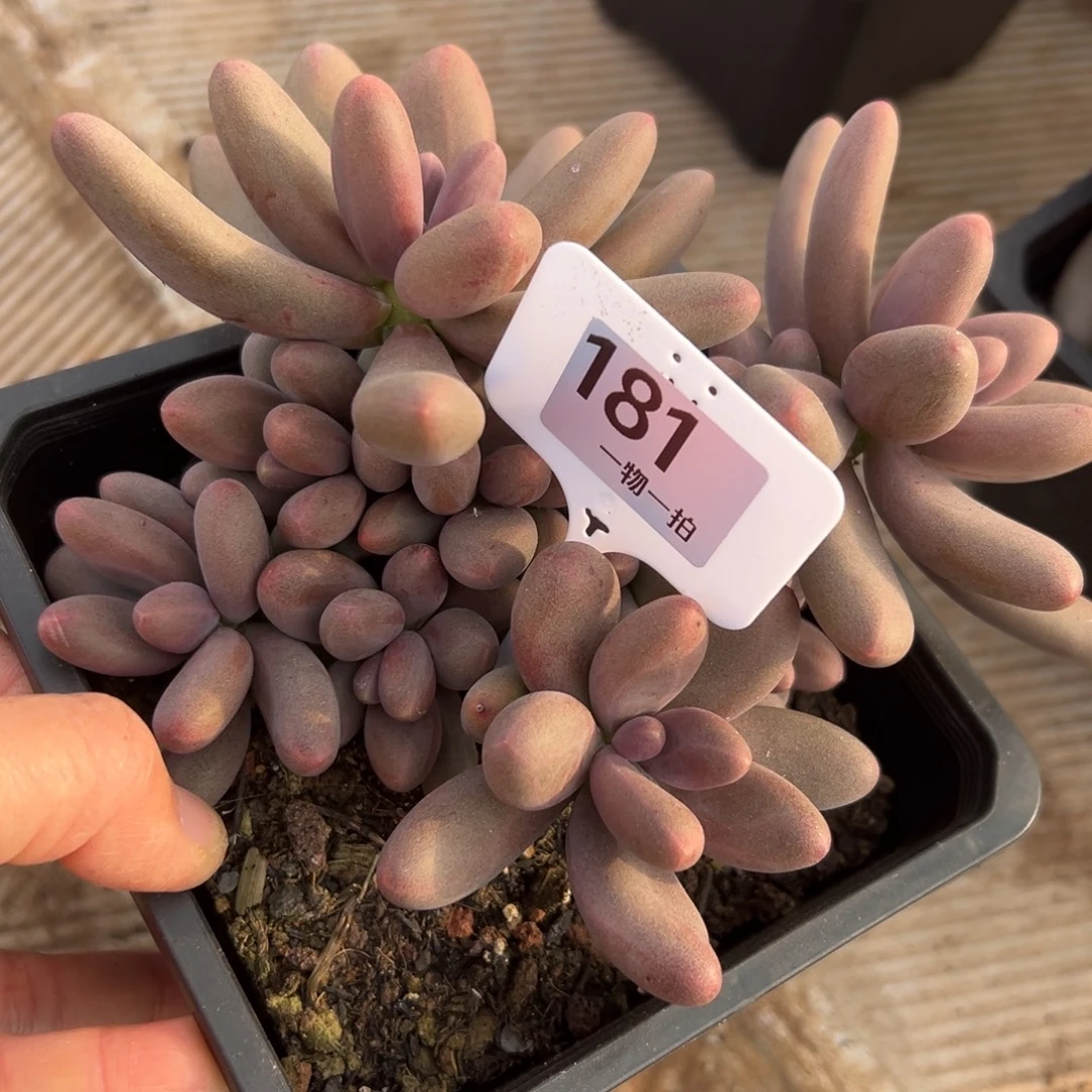 诺***诺181、更多好吃哥哥不吃好吃