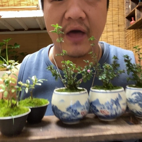 红陶四方托盘紫花金边六月雪叶栀子花各一盆器型随缘带盆发货