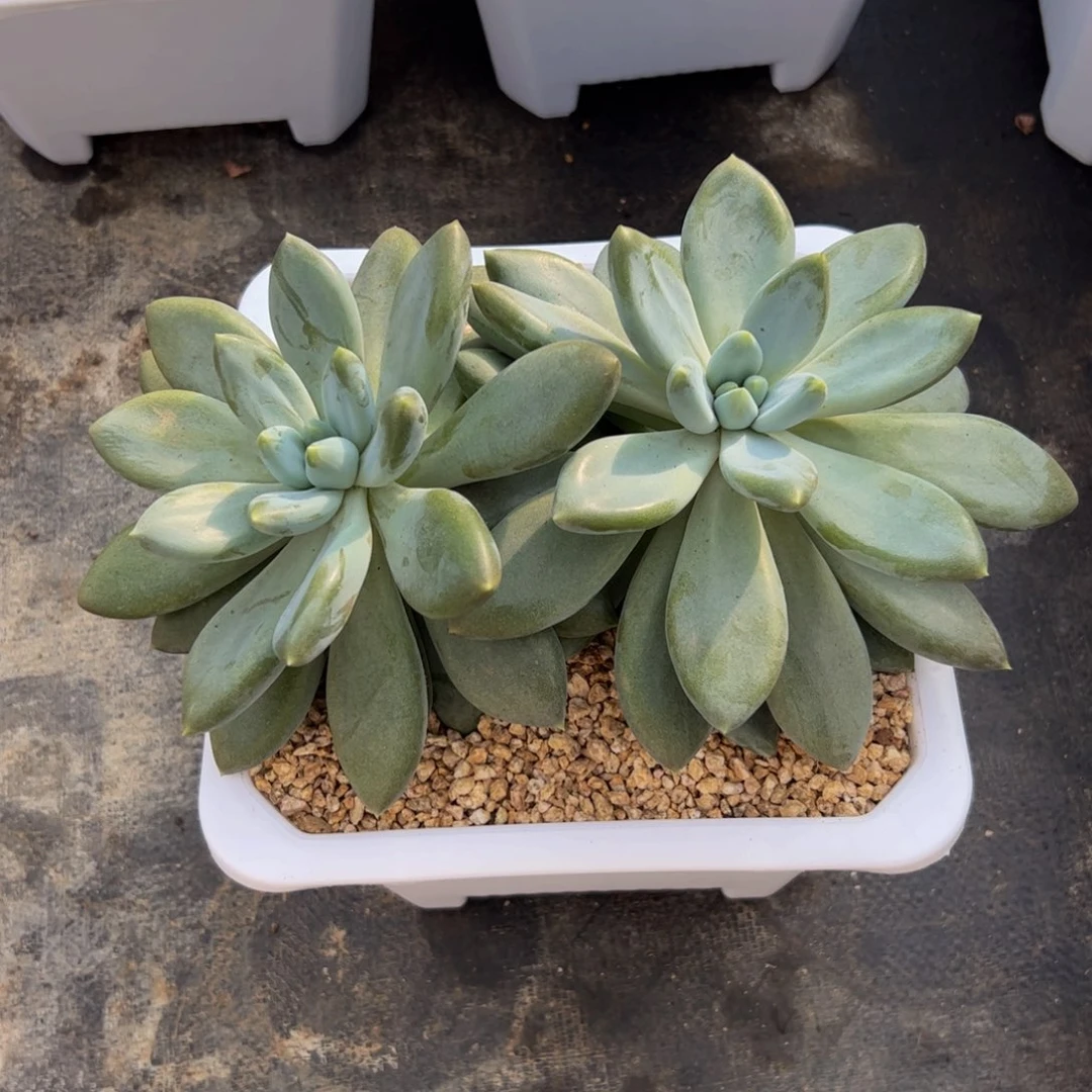 勿***！双头哥特多肉植物