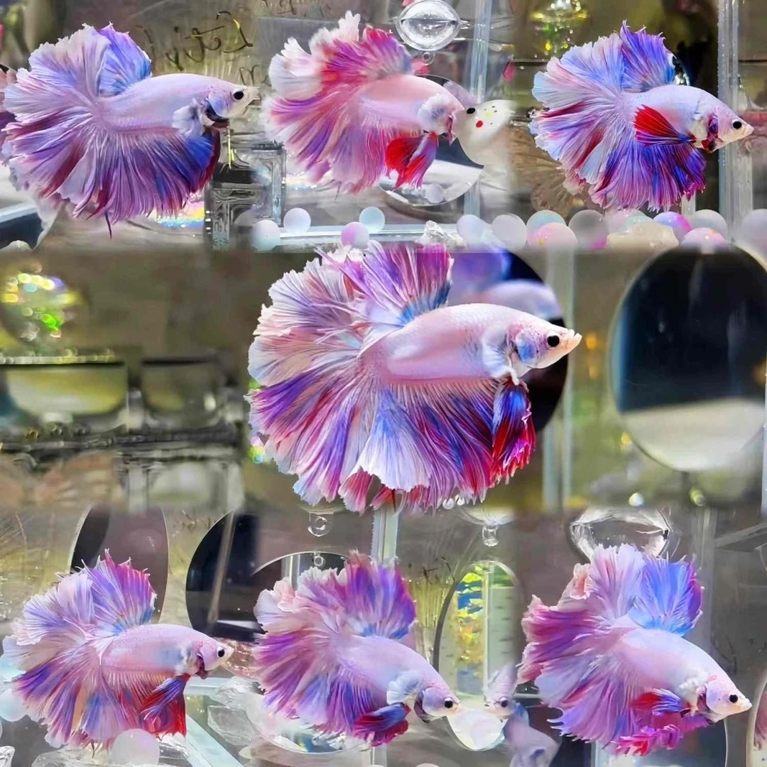 A176-A210号直播间选号精选泰国斗鱼小型热带观赏鱼免打氧好养活