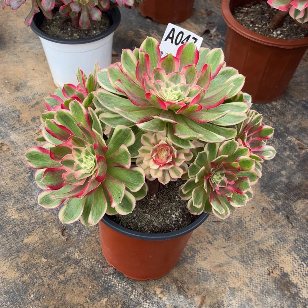 多肉植物孔雀翎047多肉