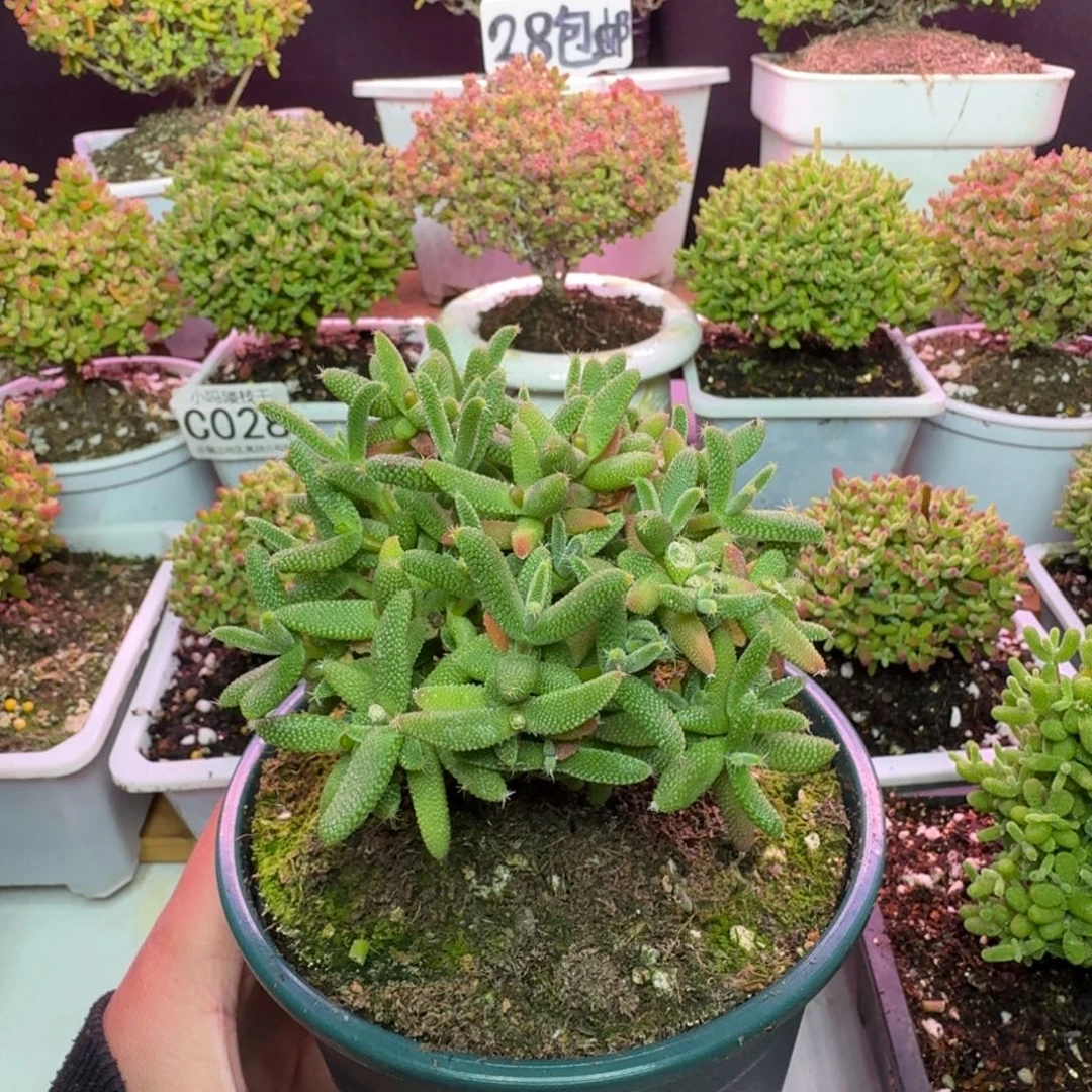 枝干番杏蜜桔糖球玉米