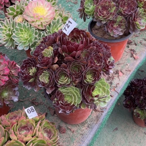 静***肉721花花公子手捧多肉