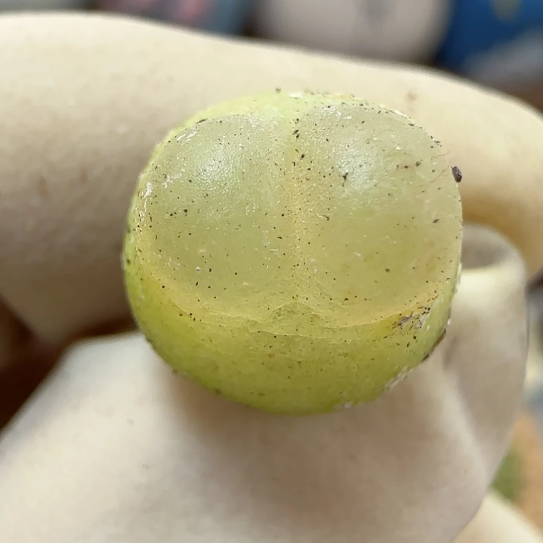 577日系大红拉登