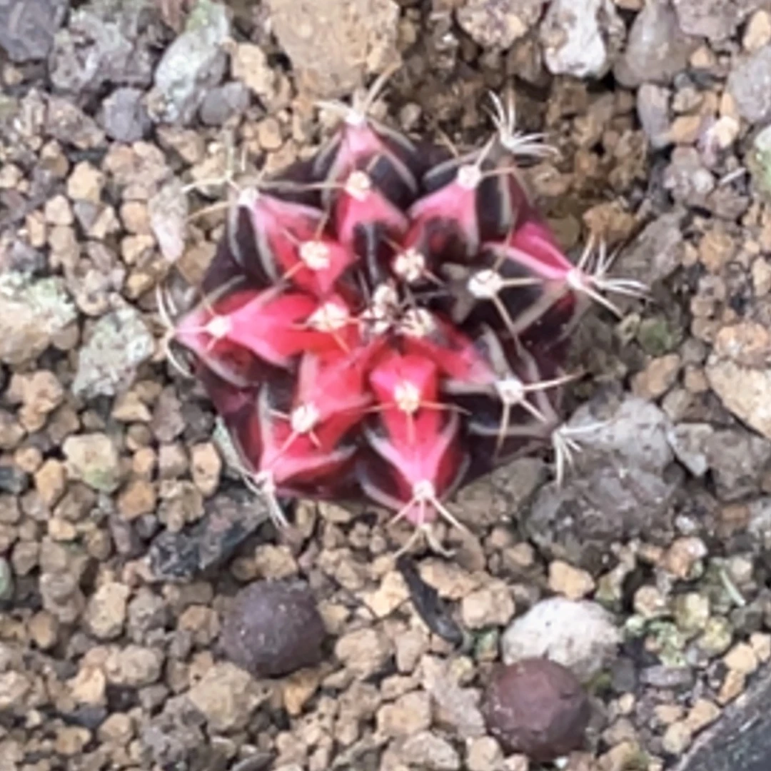 寒***星当前无花朵，栽培后可花朵黑红米哈锦