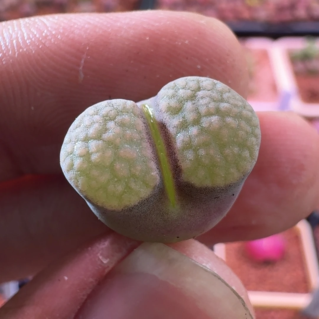 云缦精品番杏2.42 雪花banke