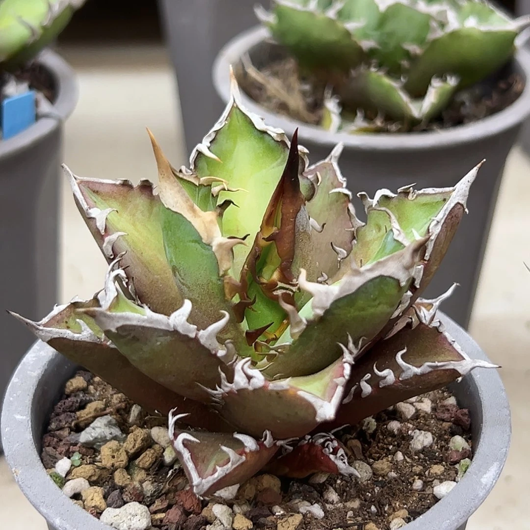 红猫一物一拍偏远不包邮不退不换