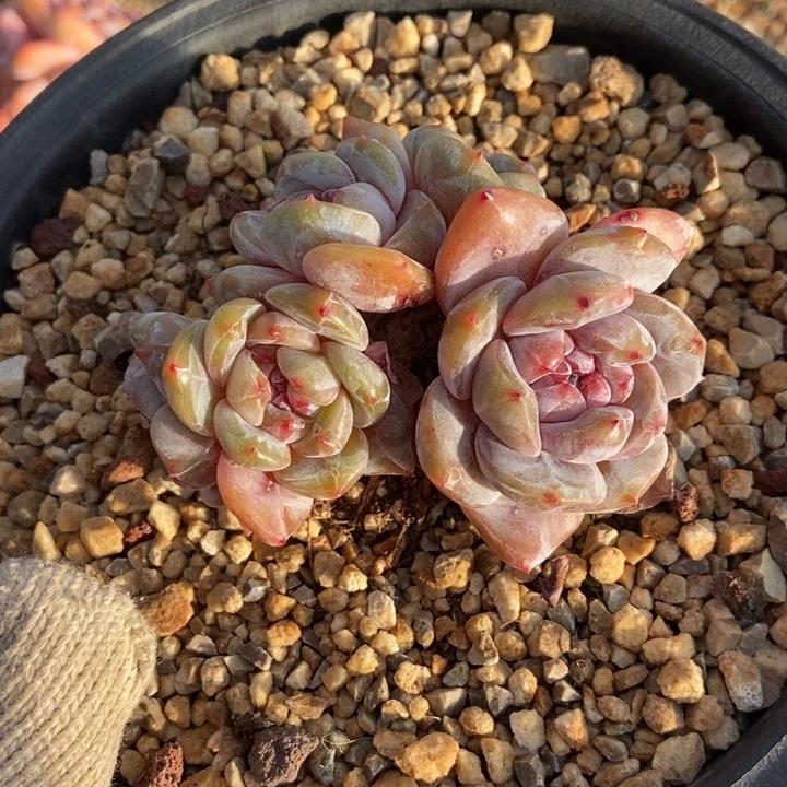 五头精控小脸粗腿油腻