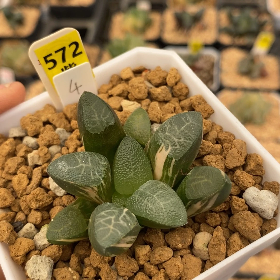 572网纹克多肉植物