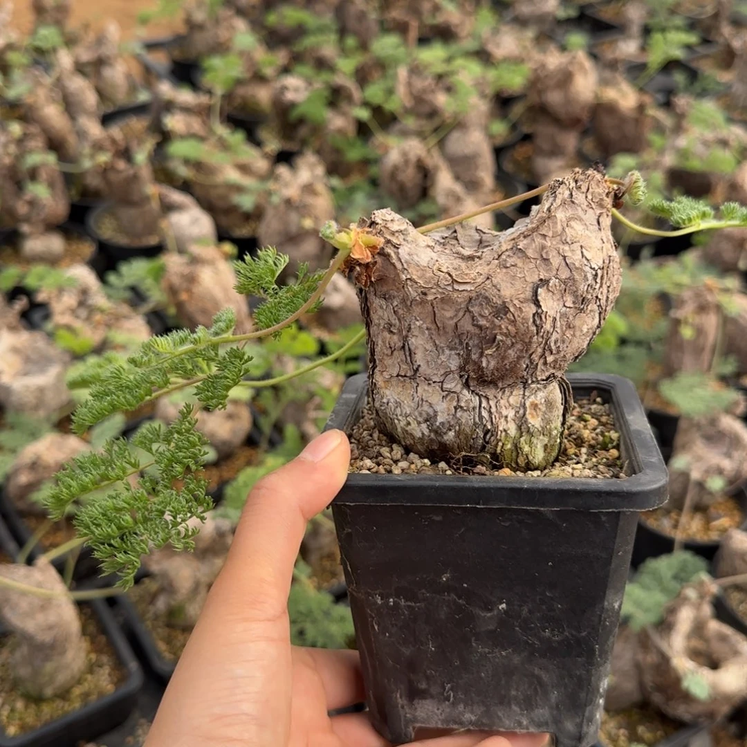枯木洋葵块根植物