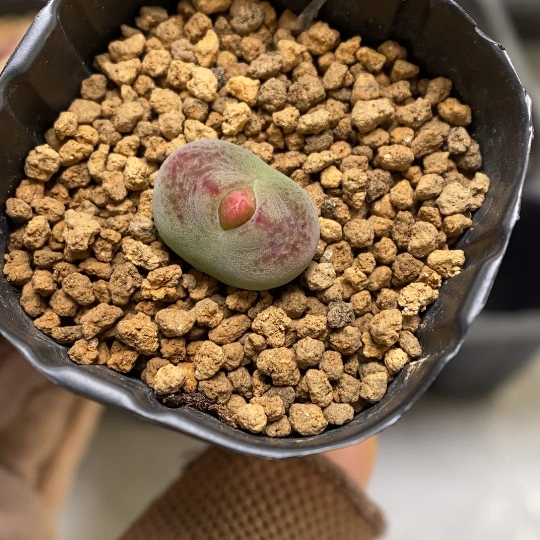 多肉植物肉锥杂交K-3464