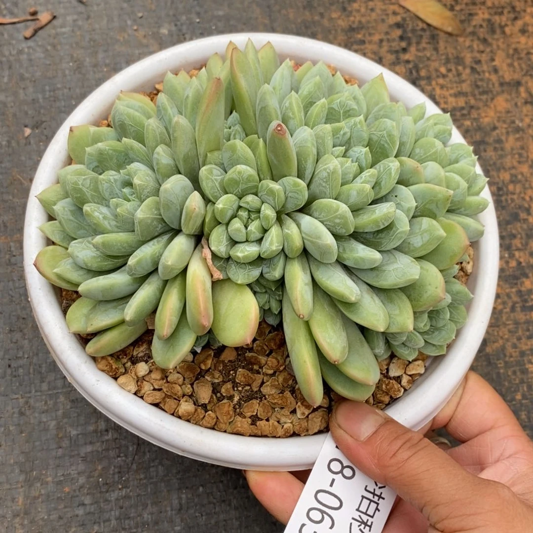 勿秒拍秒退 918-063百搭翡翠