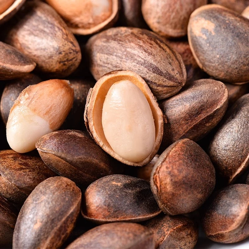 云南新鲜松子生松子1斤装 特产孕妇零食坚果2024年新货