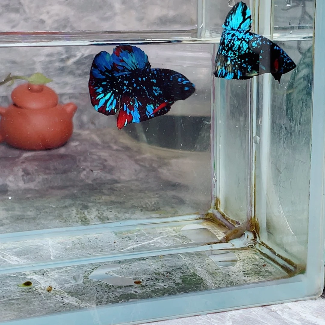 斗鱼暗黑啊啊啊啊啊