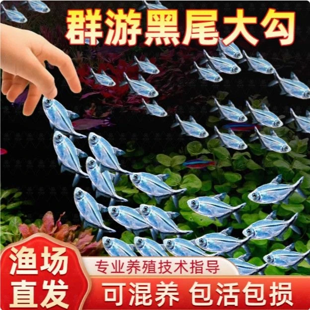 黑尾大勾群游鱼皮实耐活鱼粮小型热带观赏鱼