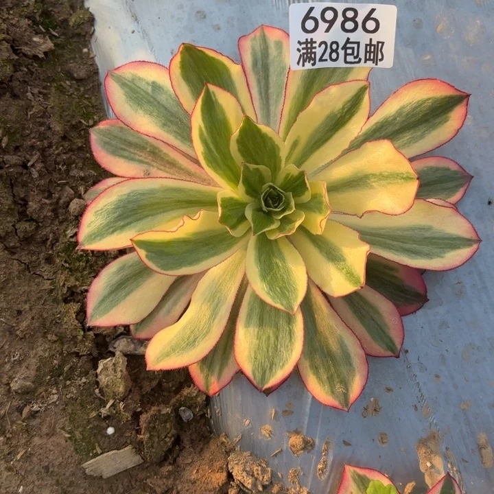 C.  6986魅影多肉