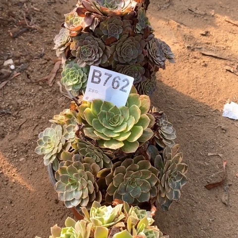 A****香奈儿花月夜火狐法师多肉植物762