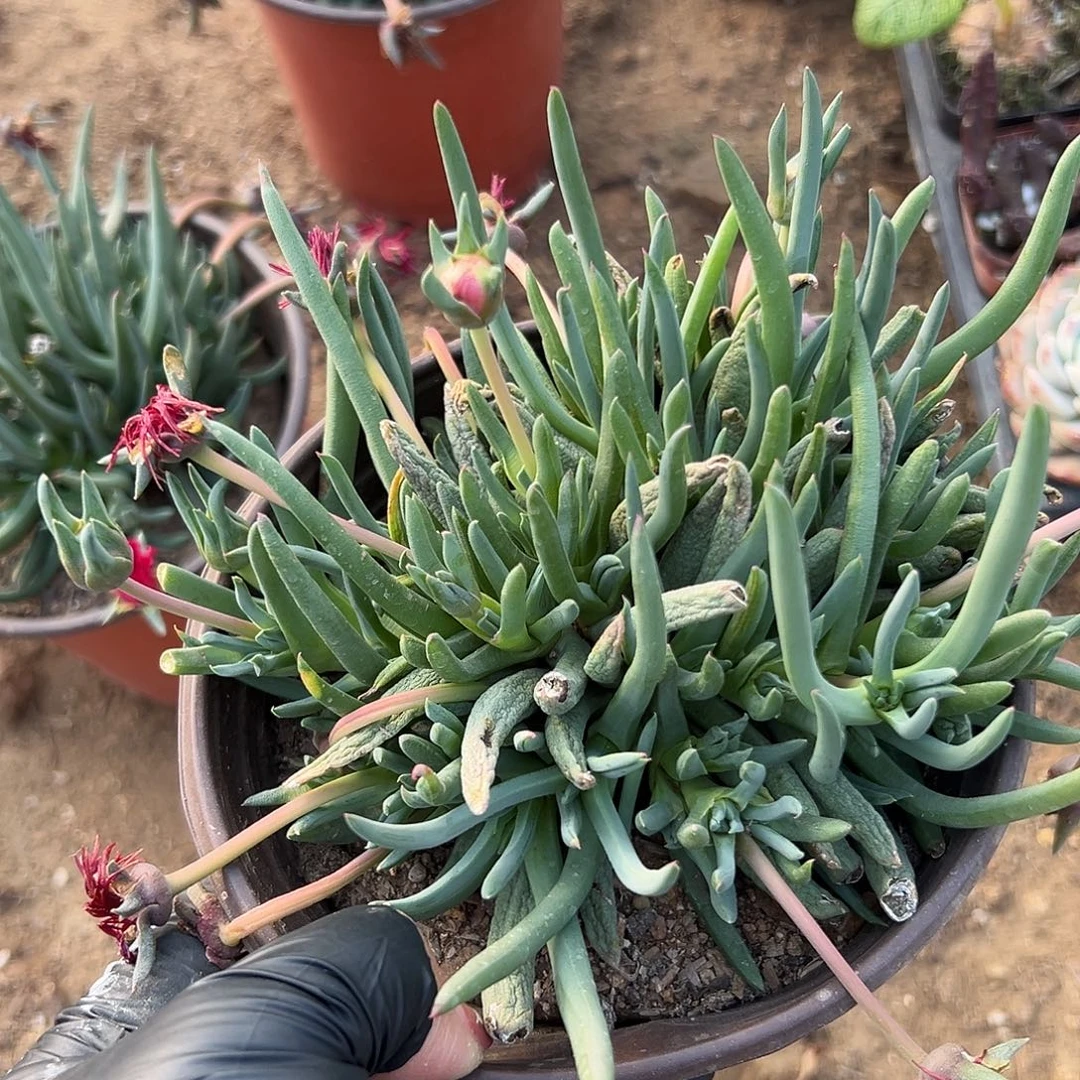 多肉植物红花奔龙