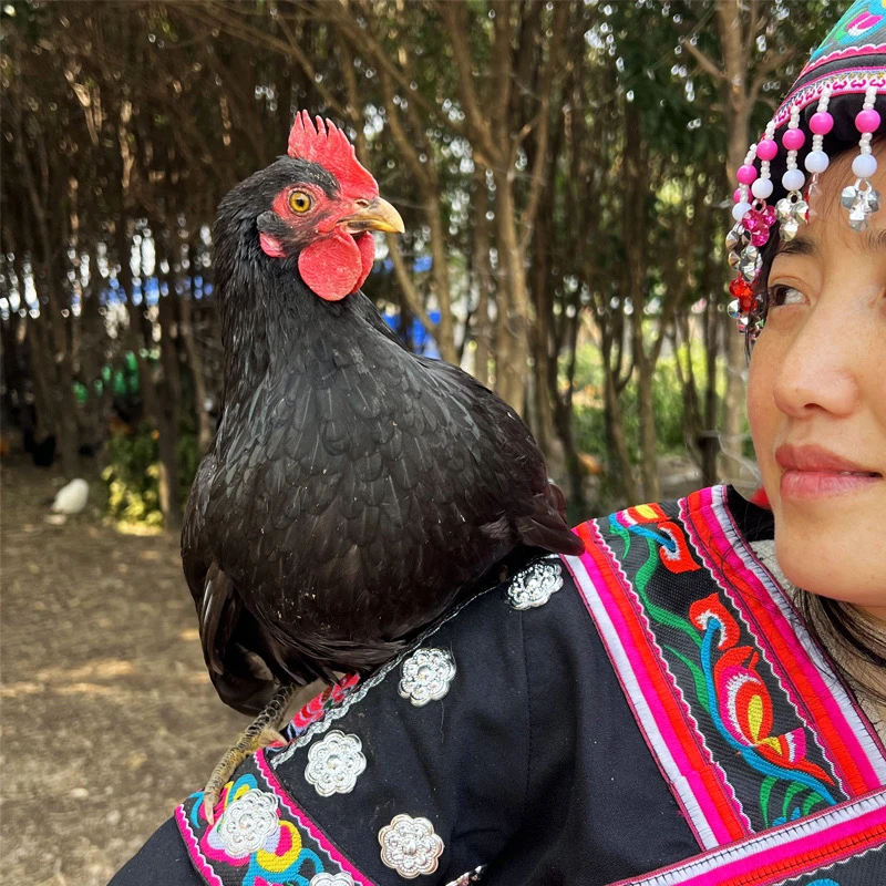 【180天黑脚土鸡 】石门黑脚 细脚 传统原种土鸡  京东/顺丰包邮