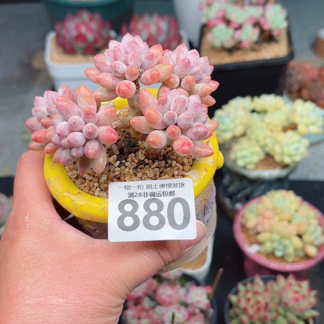 婴儿手指无盆土发货