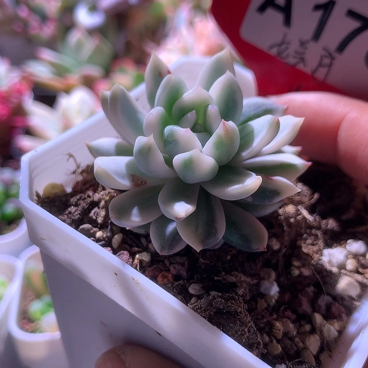 女美月覆轮锦有根