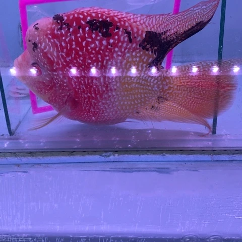 罗汉鱼鸿运罗汉一条aaa