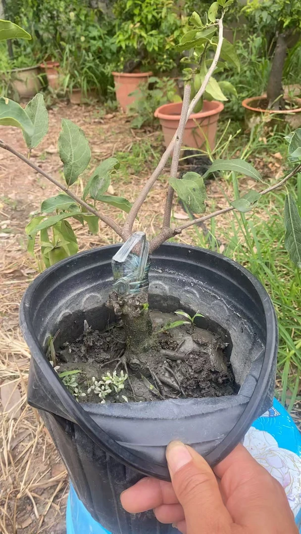 灌木金弹子小品盆景一物一拍以直播间为主绿植盆栽