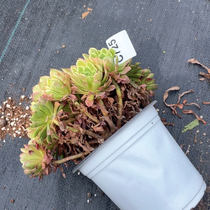 爱****725号嘉年华法师老桩