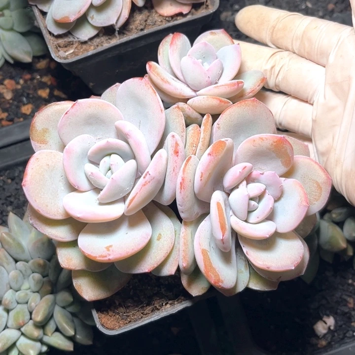 奶茶12号码牌子的话题了