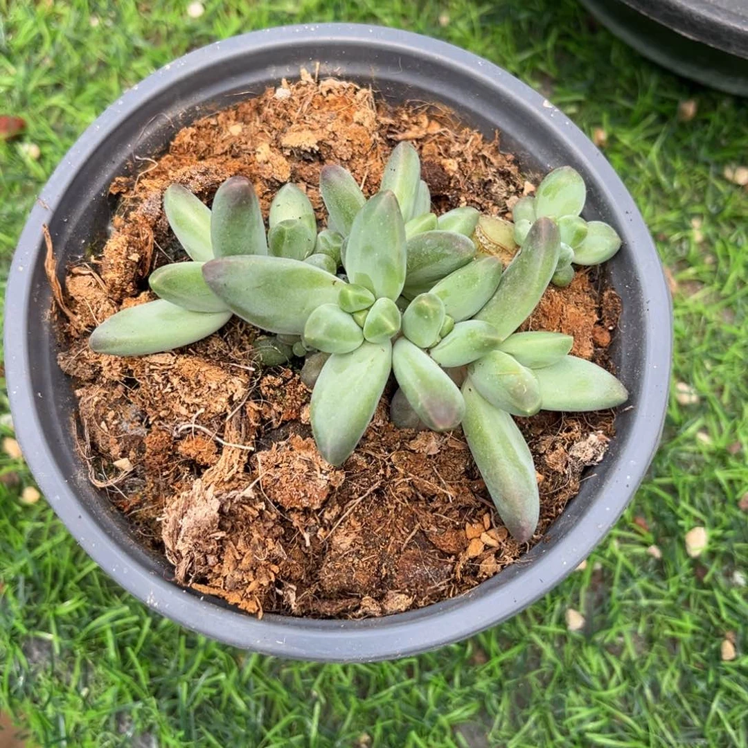 多肉植物杂交美人
