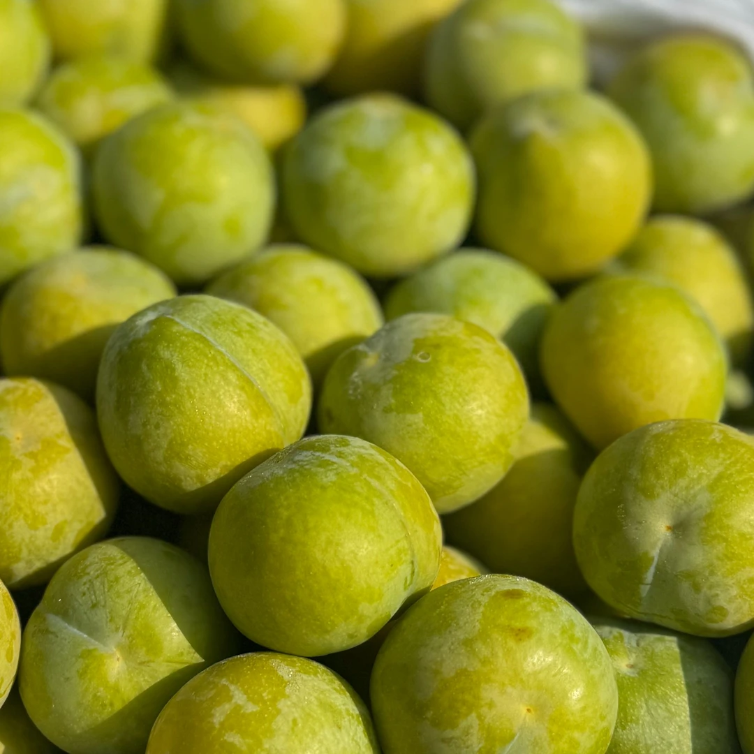 正宗贵州镇宁六马蜂糖李大果新鲜当季应季水果贵州省