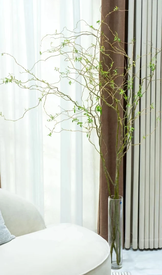 【造型龙柳】基地直发粗支鲜切龙柳枝室内水培盆栽好养活花卉绿植