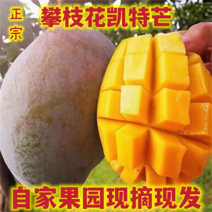 攀枝花凯特芒果酸甜多汁香味浓郁新鲜现摘水果带箱五斤3-6个果