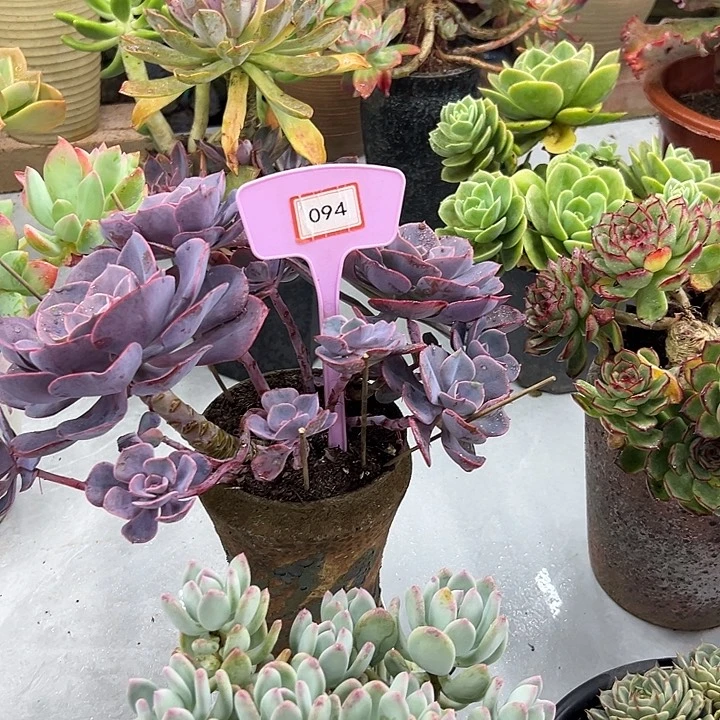 南***桓完全开放橙爱多肉植物094