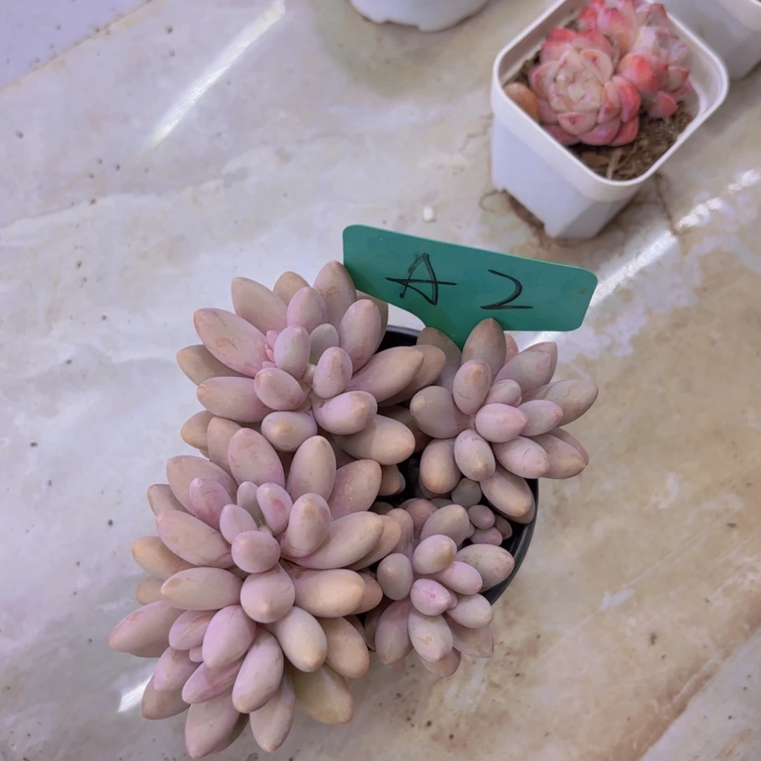 人****～我的小可爱们都好可爱