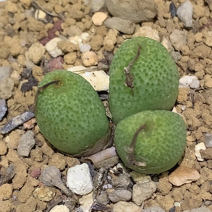 精品多肉植物3头玉米