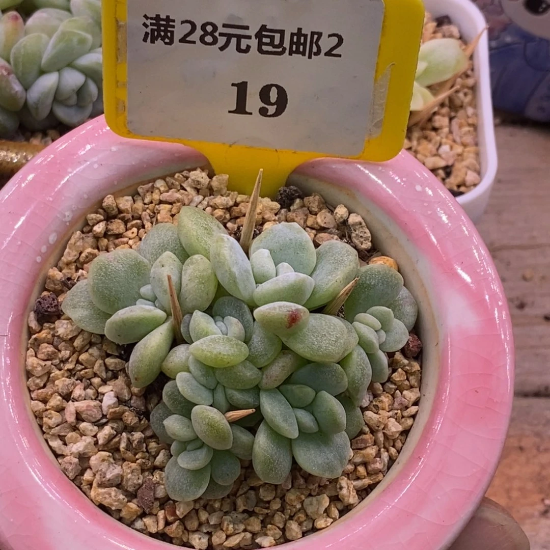 219冰玉石化7头福利……