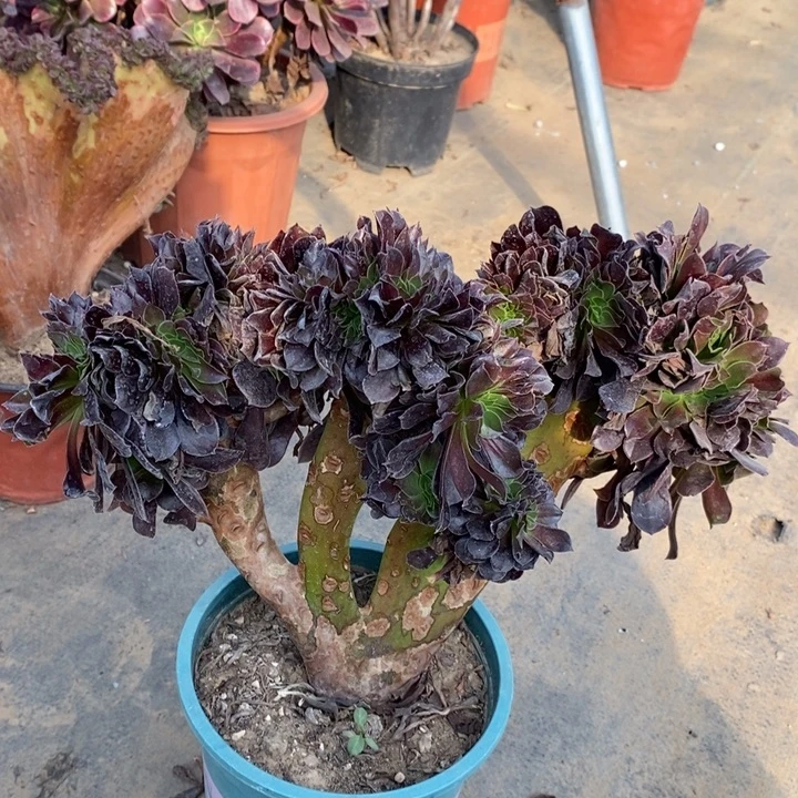 欧紫缀多肉植物23。