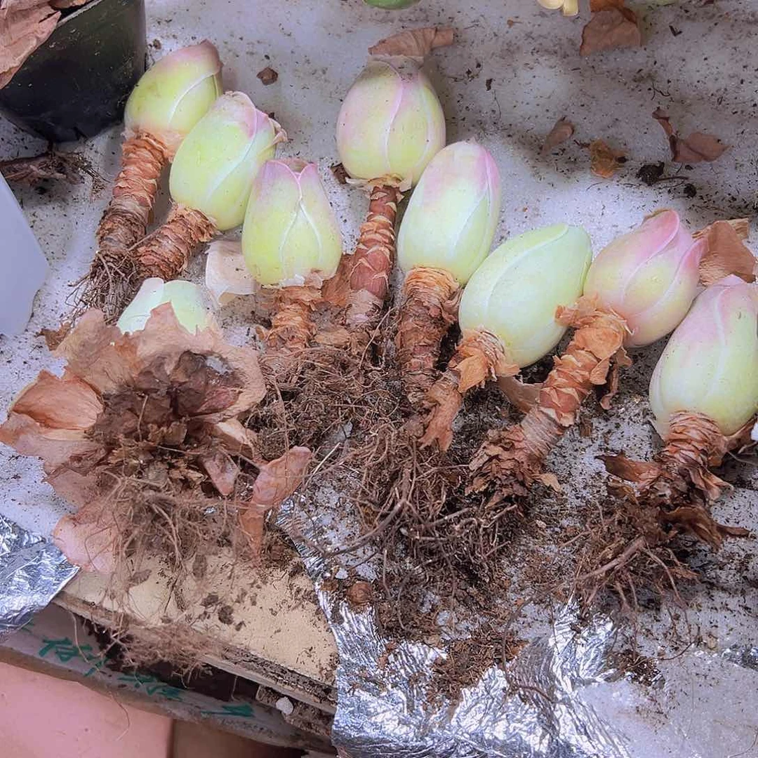 老桩粉耶罗7根玫瑰