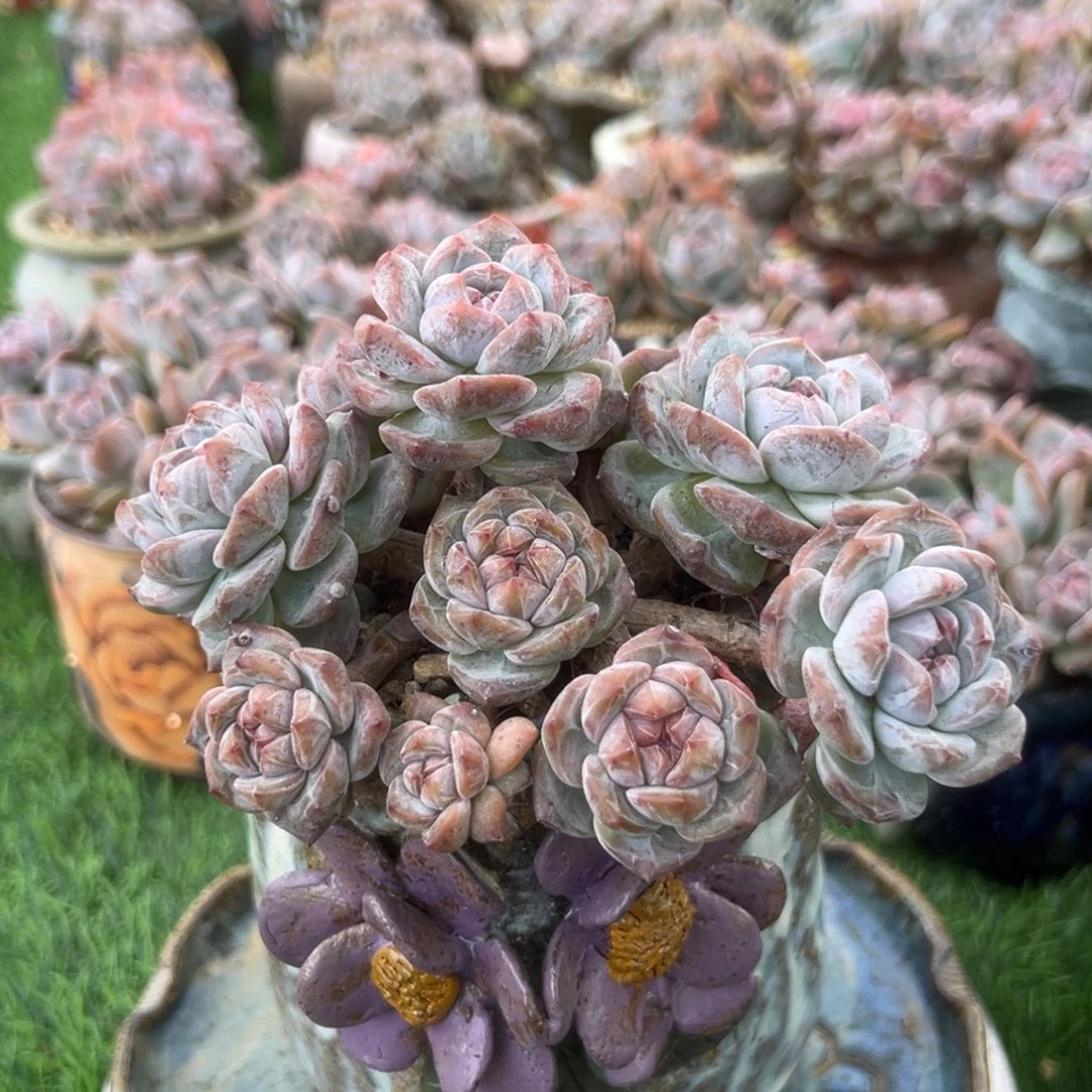 石榴子星影一物一拍