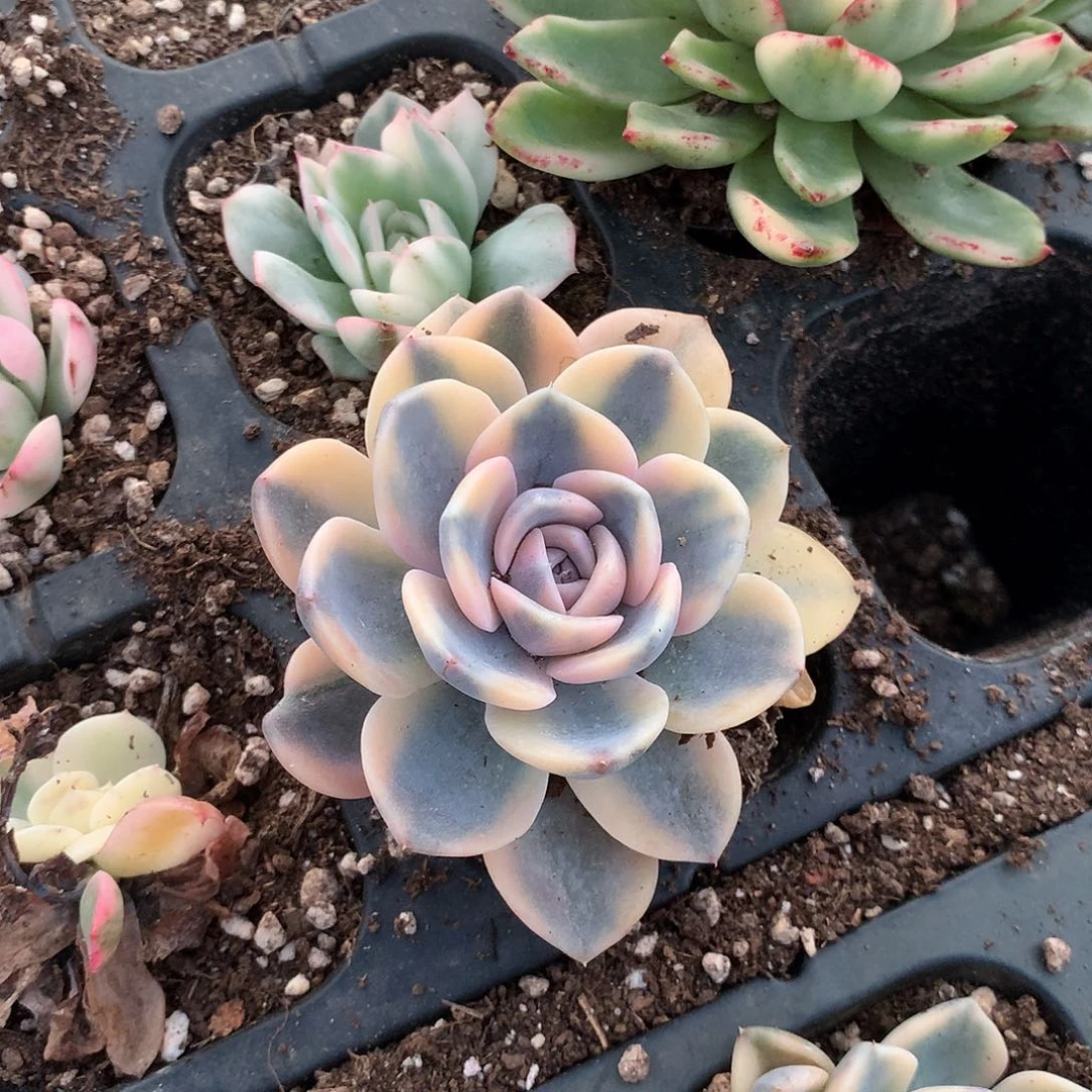 汉堡锦多肉植物老桩