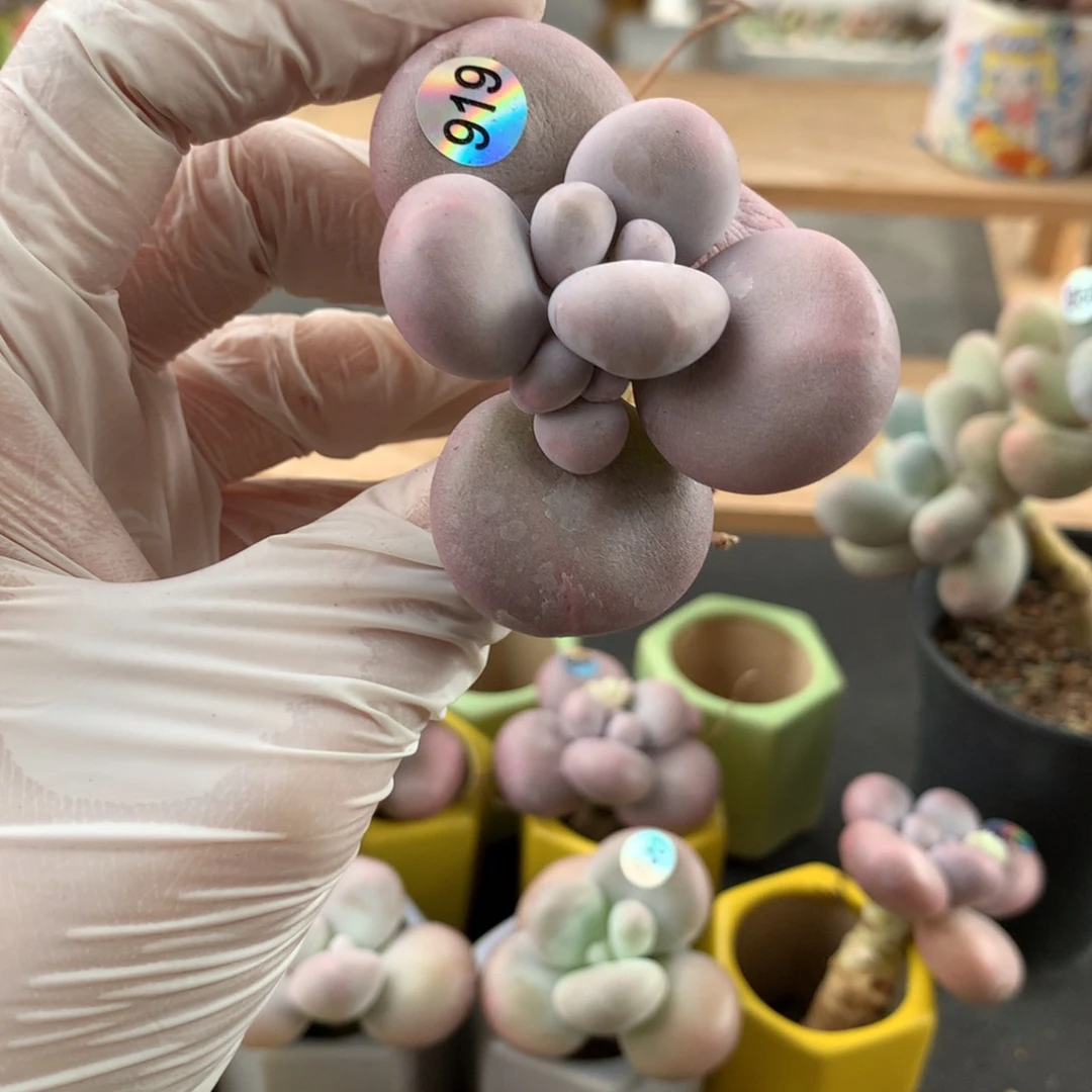 双头 库普奶酪多肉