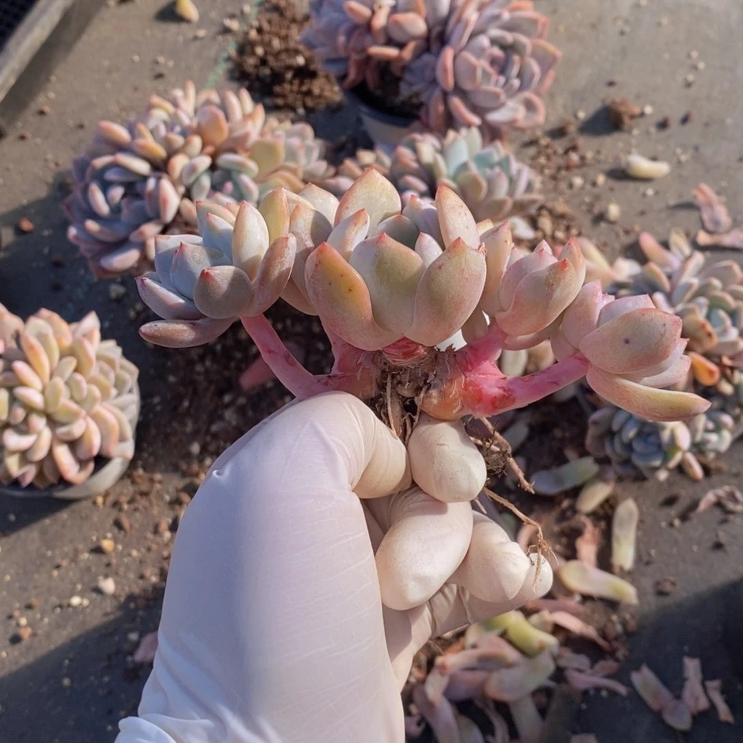 用****4多肉植物111111