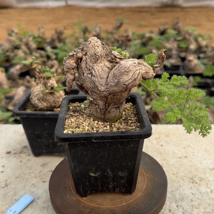 54枯木洋葵块根植物