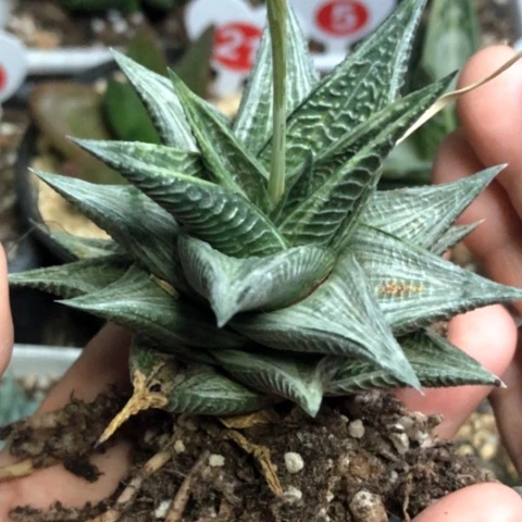 琉璃殿白锦母本哈哈哈哈哈哈