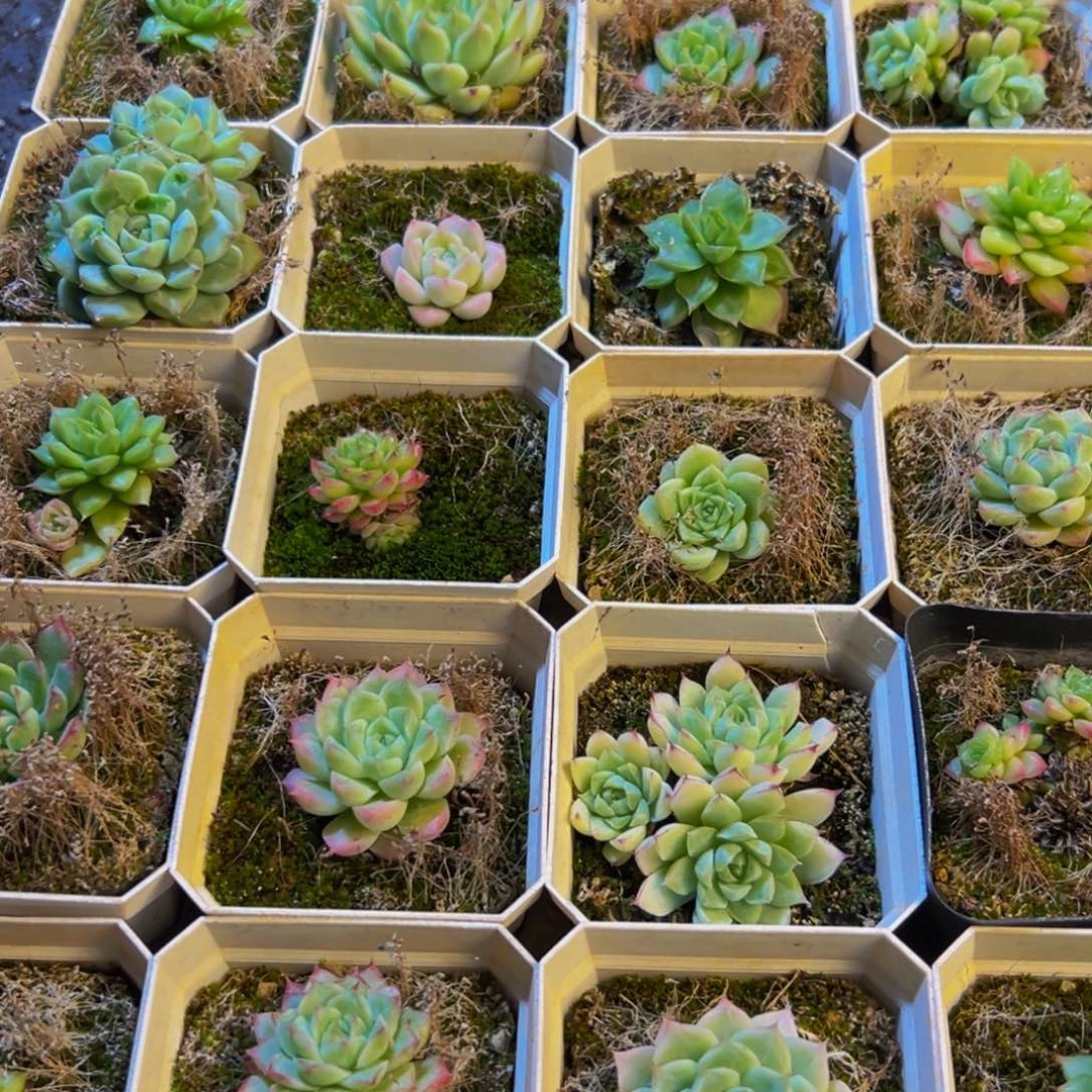 200的人都在用这个词