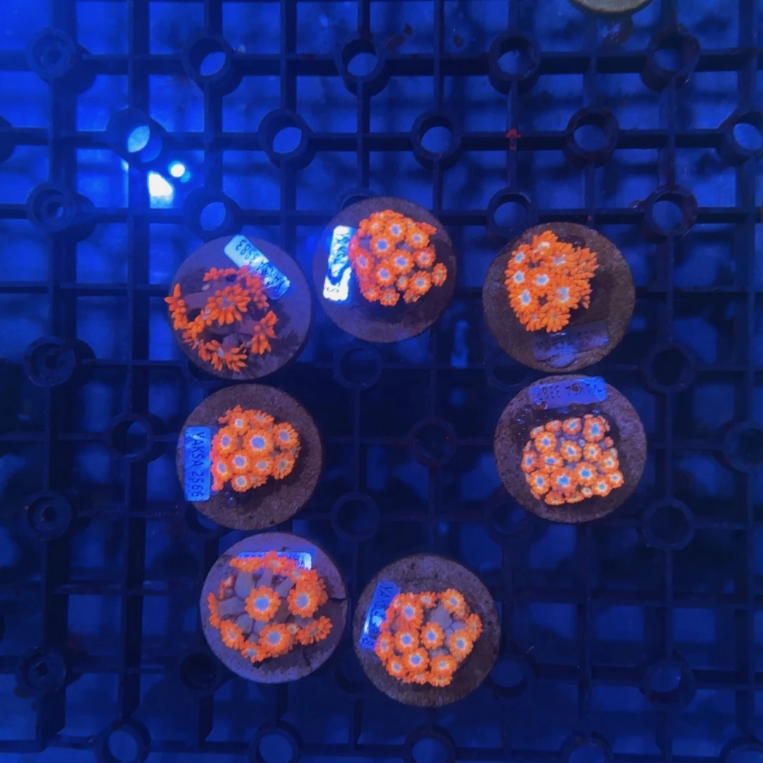 电***宇纽扣珊瑚阿凡达星空